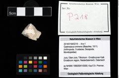 Foto (Objekt + Etikett) von Gastrosacus eminens (Blaschke, 1911)  (NHMW-GEO-2014-0194-0218)